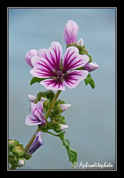 109 Fleurs